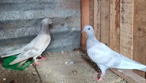 Pigeons