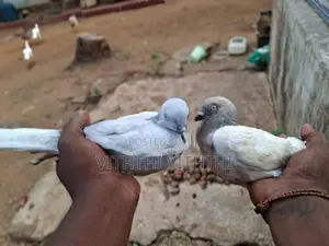 Pigeons