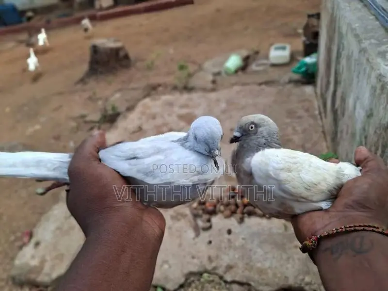Pigeons