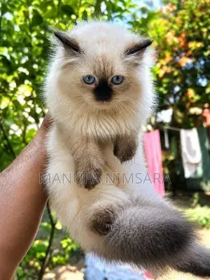 Persian Cats