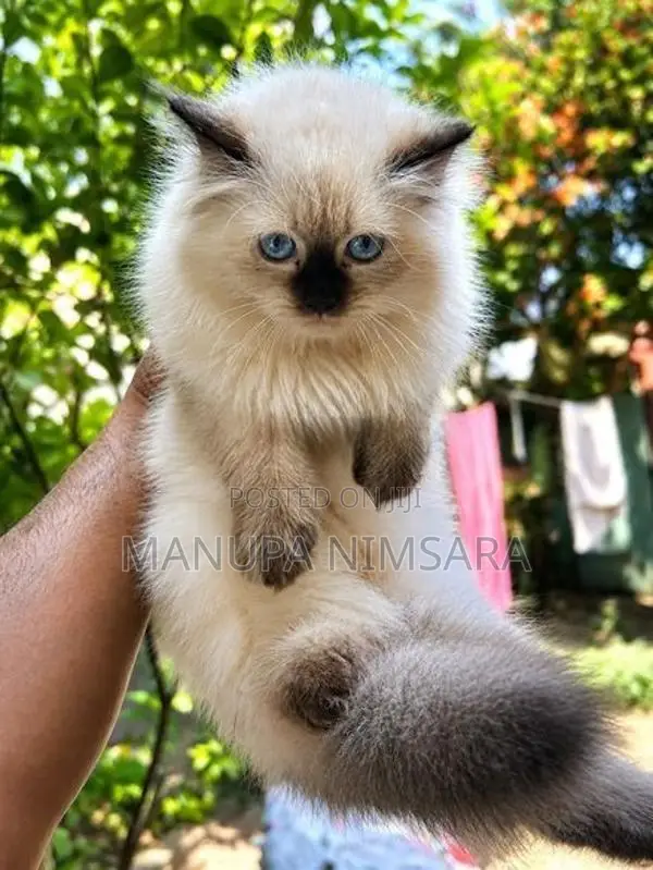 Persian Cats