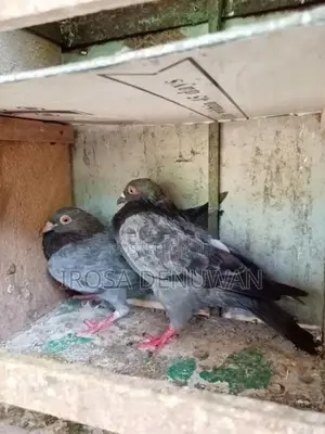 Pigeons