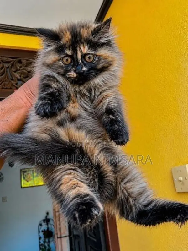 Persian Cats