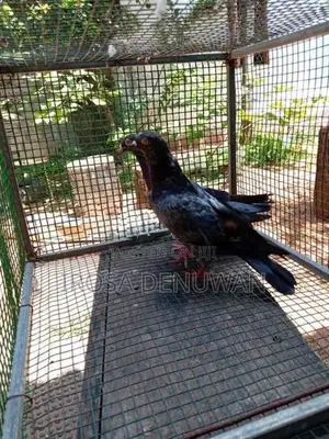 Pigeons