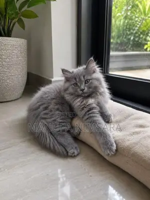 Persian Cats