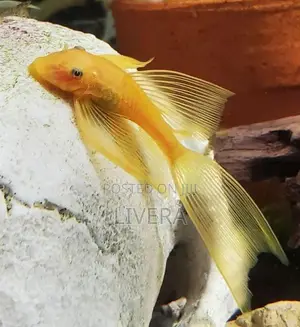Longfin Lemon Blue Eye Bristol Nose Pleco