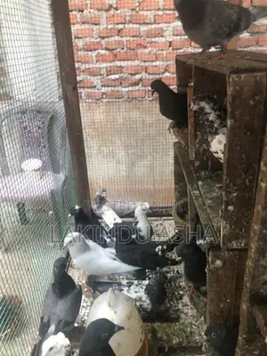 Super Pigeons