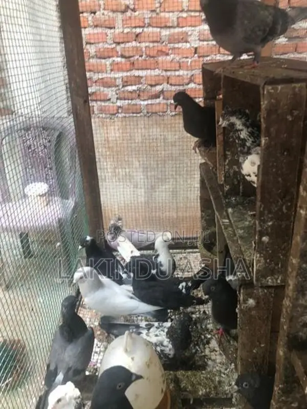 Super Pigeons