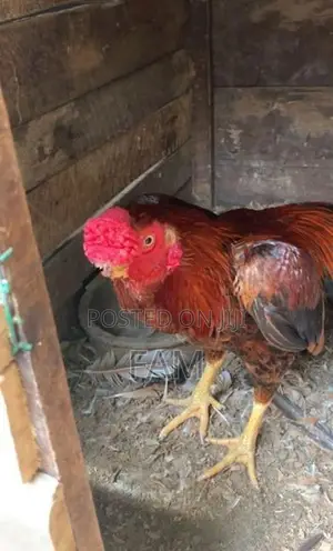 Parrot Beak Rooster