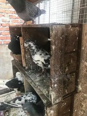 Super Pigeons