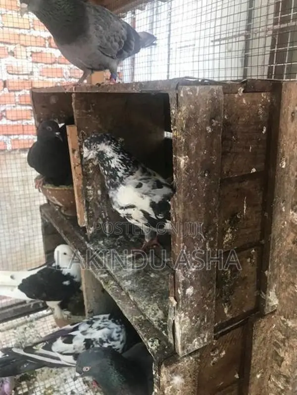 Super Pigeons