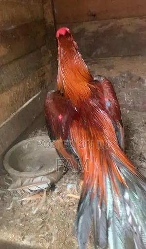 Parrot Beak Rooster