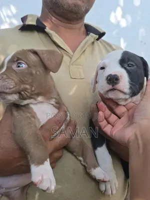 Amarucan bully XL