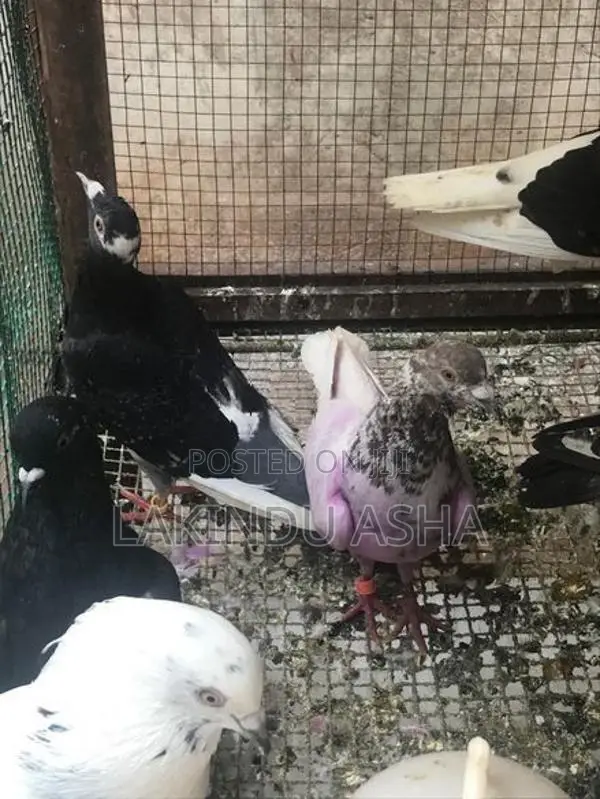 Super Pigeons