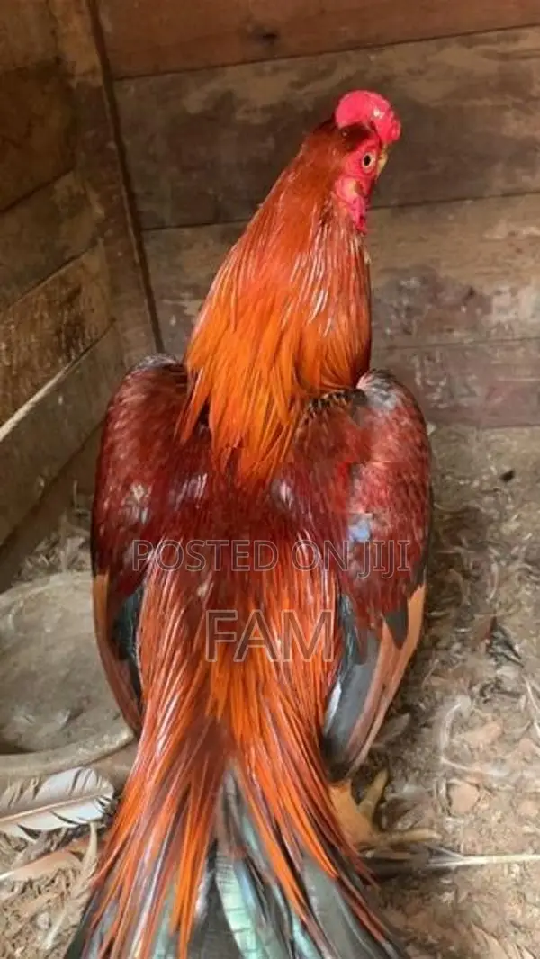 Parrot Beak Rooster