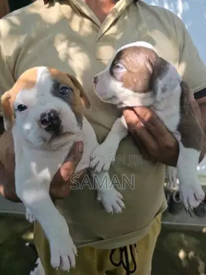 Amarucan bully XL
