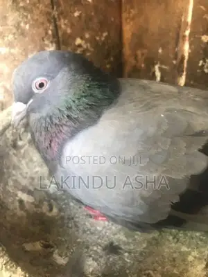 Super Pigeons