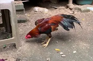 Parrot Beak Rooster
