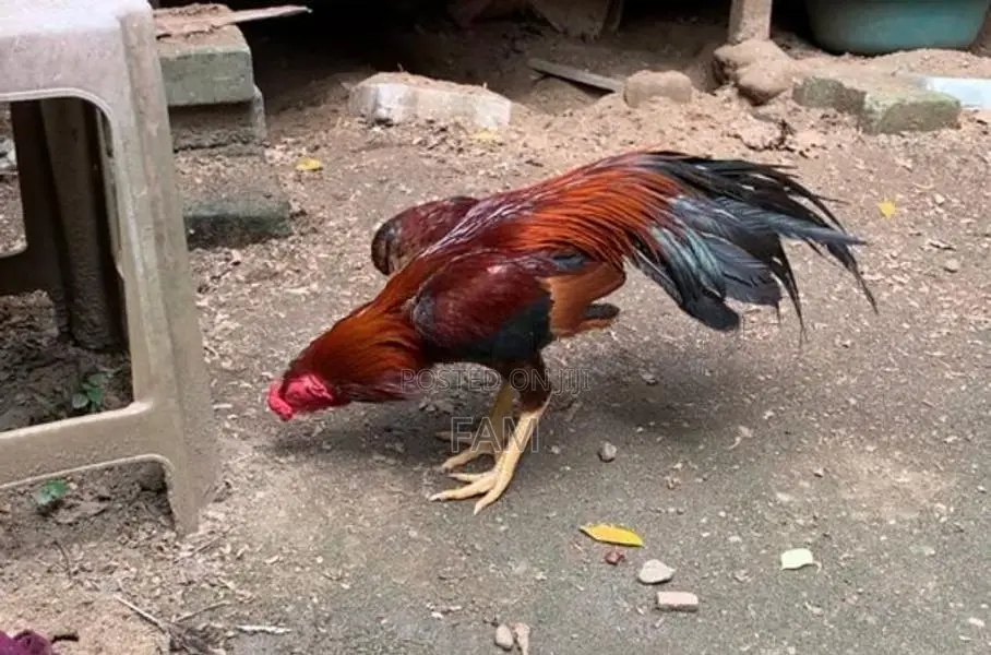 Parrot Beak Rooster