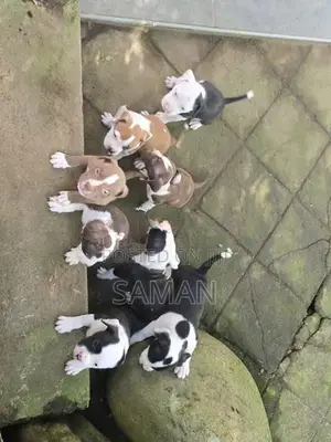 Amarucan bully XL