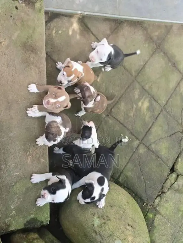 Amarucan bully XL