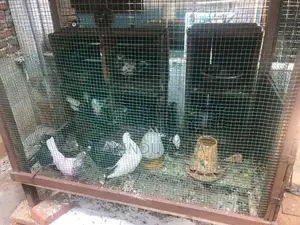 Super Pigeons