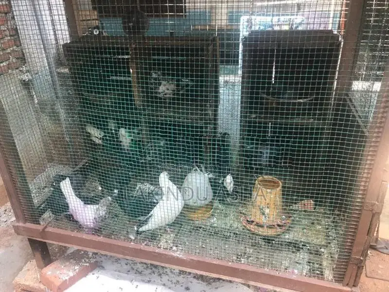 Super Pigeons