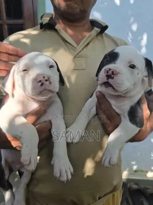 Amarucan bully XL