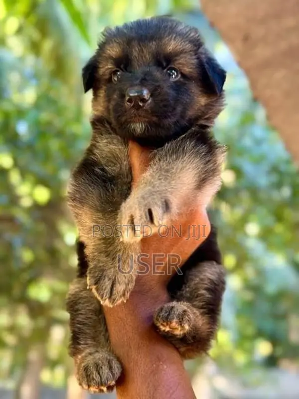 German Shepherd Puppy