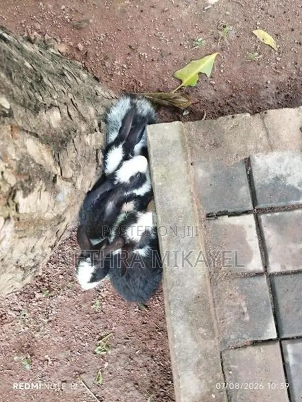 හා පැටවුන්