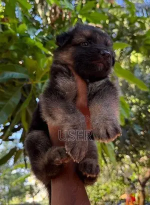 German Shepherd Puppy
