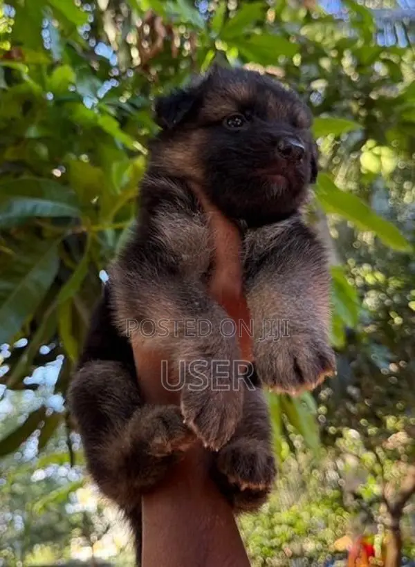 German Shepherd Puppy
