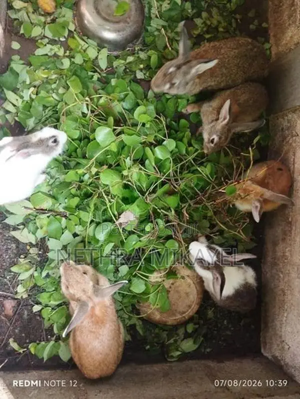 හා පැටවුන්