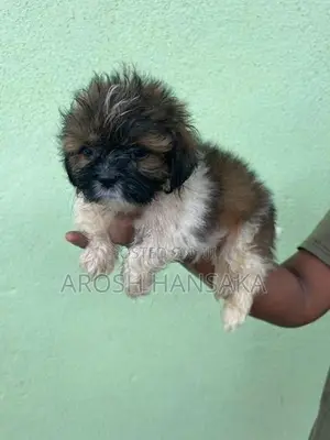 Shih Tzu Puppy