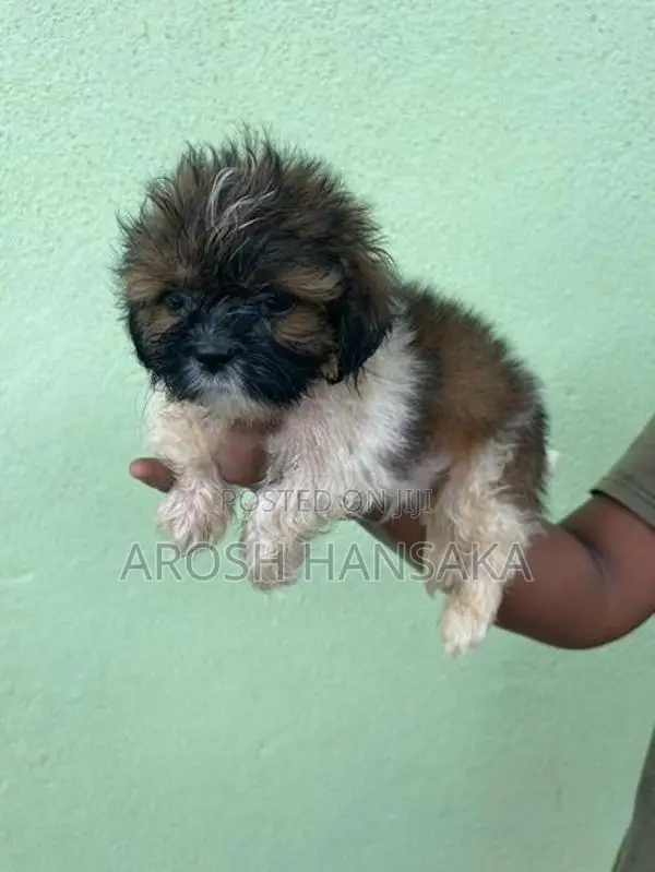 Shih Tzu Puppy