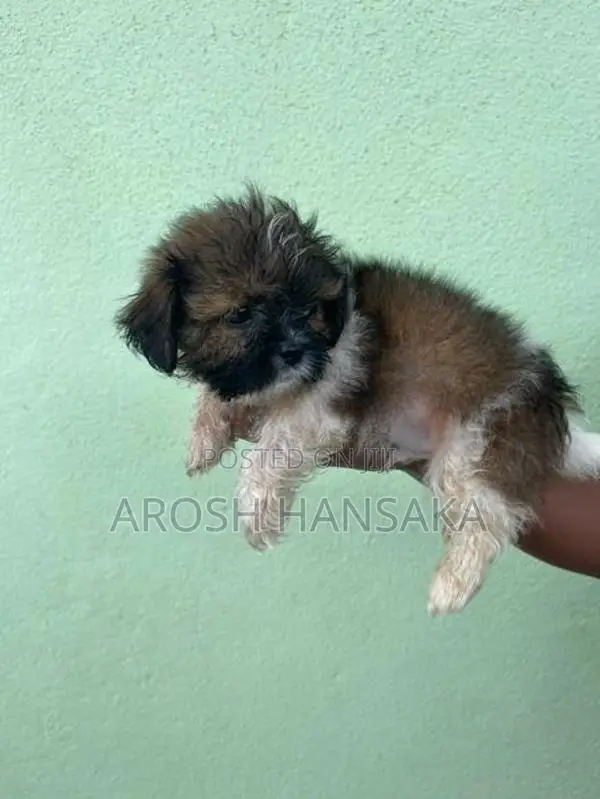 Shih Tzu Puppy