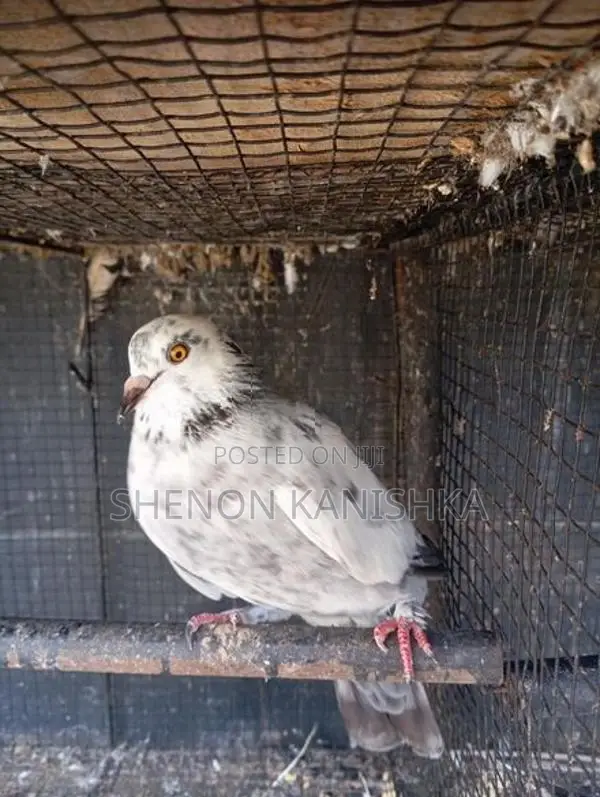 Pigeon