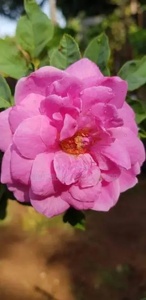 Rose Plant