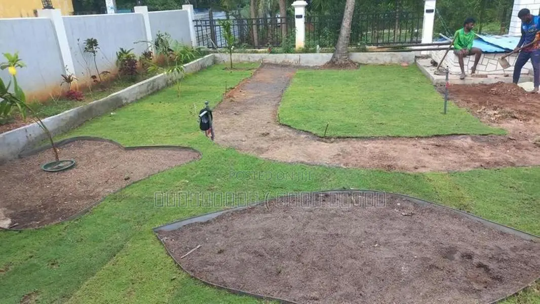 Australian Grass