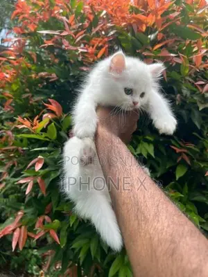 Persian Cat