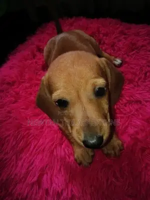 Dachshund Puppies