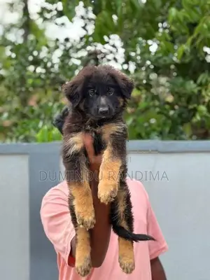 German shepherd puppies