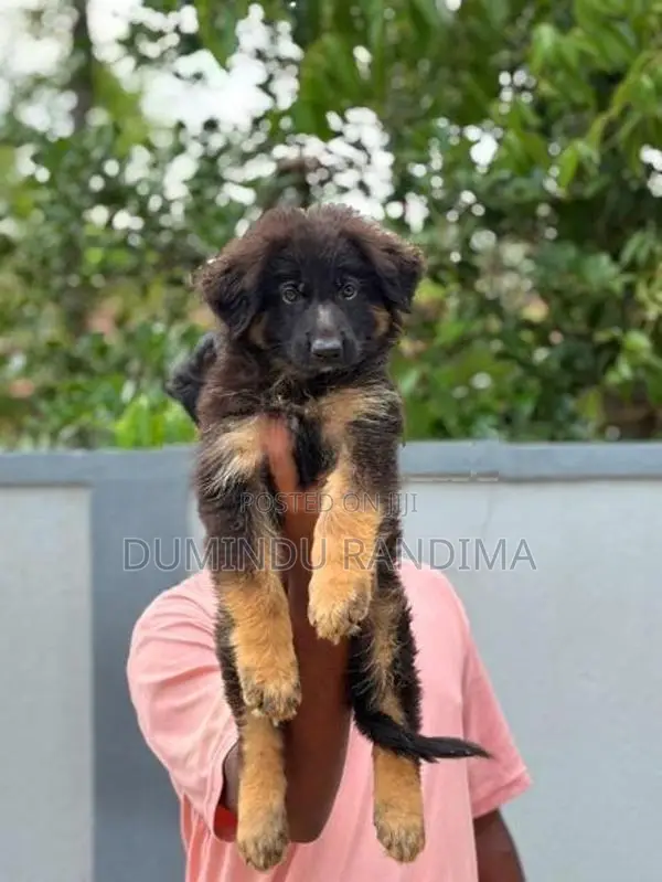 German shepherd puppies