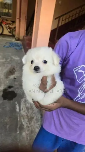 Mini Lion Pomeranian Puppies