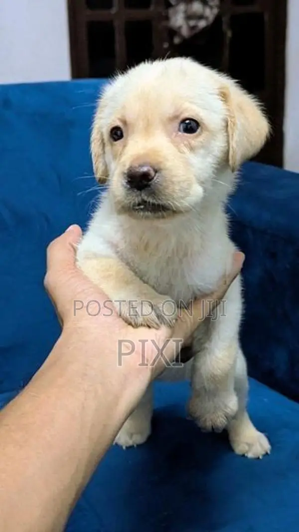 Labrador Retriever Puppies