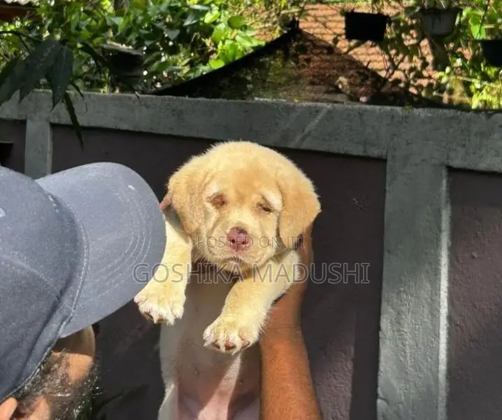 Labrador Puppy