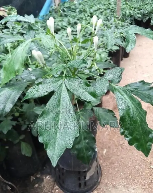 බිංකොහොඹ පැල