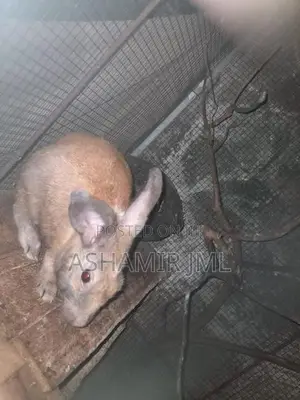 Rabbit