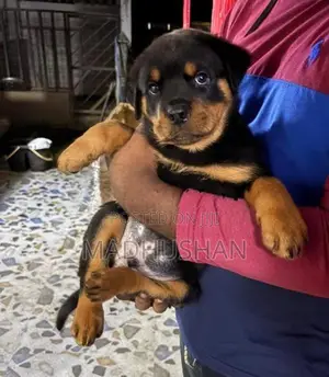 Rottweiler Male