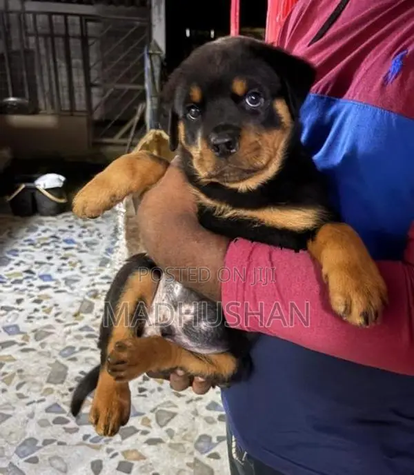 Rottweiler Male